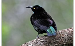 Tickle Me Tuesday – Dancing Birds&nbsp;II