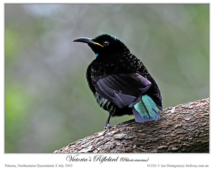 Victoria's Riflebird (Ptiloris victoriae) by Ian