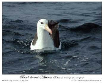 Black-browed Albatross (Thalassarche melanophris) by Ian 2