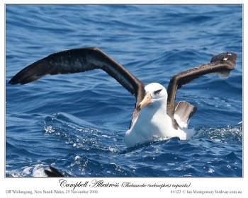 Campbell Albatross  (Thalassarche (melanophris impavida) by Ian 3