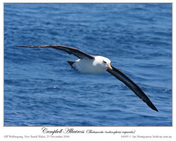Campbell Albatross (Thalassarche (melanophris impavida) by Ian 4