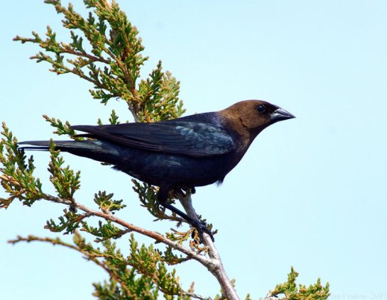 Brown-headed Cowbird (Molothrus ater) by J Fenton