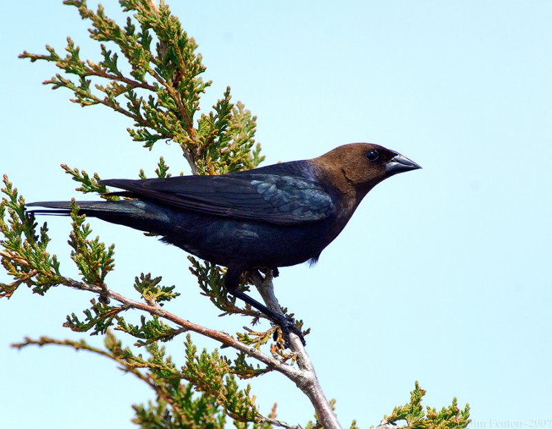 Brown-headed Cowbird (Molothrus ater) by J Fenton