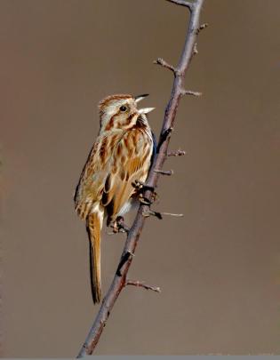 Song Sparrow (Melospiza melodia) by J Fenton
