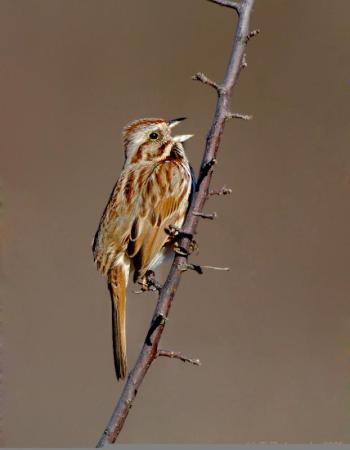 Song Sparrow (Melospiza melodia) by J Fenton