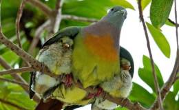 Birds of the Bible – Shelter in the&nbsp;Storm