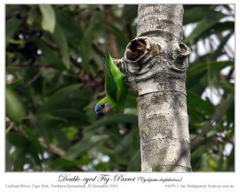 Double-eyed Fig Parrot (Cyclopsitta diophthalma marshalli) by Ian