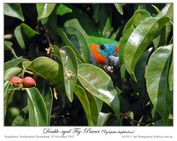 Double-eyed Fig Parrot (Cyclopsitta diophthalma macleayana) by Ian