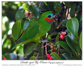 Double-eyed Fig Parrot (Cyclopsitta diophthalma macleayana) by Ian