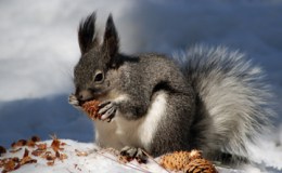 Winter Is Coming/Here