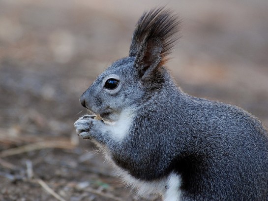 Abert's Squirrel (aka Tassel-eared) ©Bandelier Natl Momument