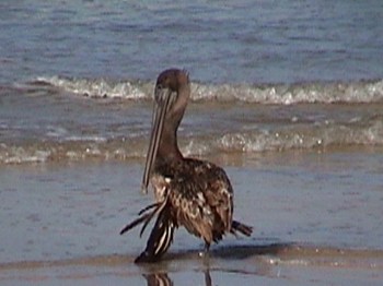 Brown Pelican with broken wing from a hurricane CC