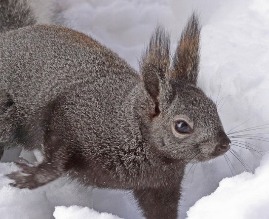 Abert's Squirrel (aka Tassel-eared) ©jerryoldenettel