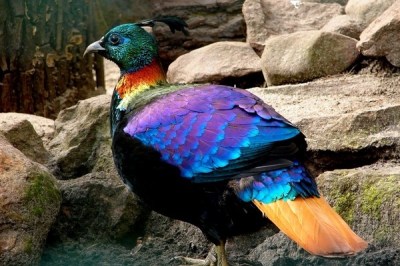 1. Himalayan Monal