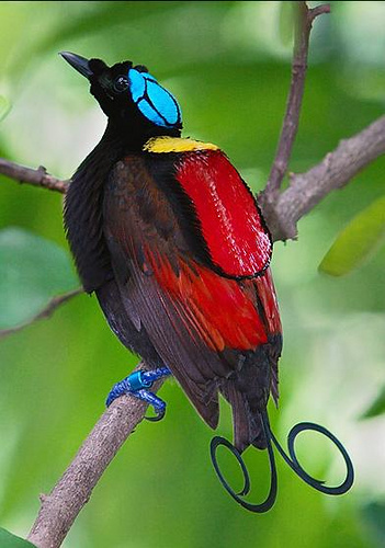 11. Winson's Bird Of Paradise