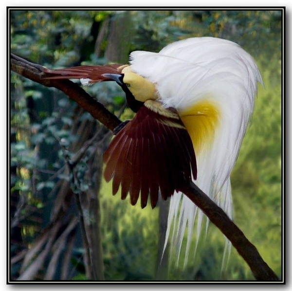 12. No Idea What Bird This Is, But It's Totally Rad