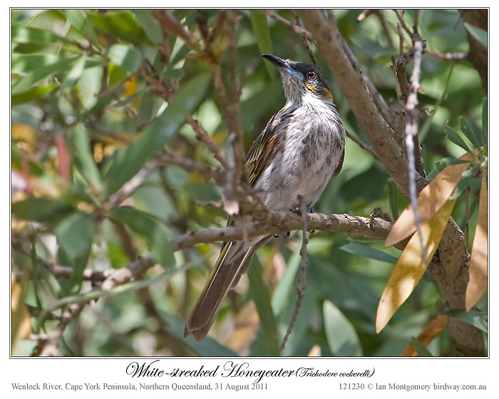 White-streaked Honeyeater (Trichodere cockerelli) by Ian #1