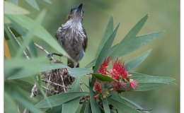 Ian’s Bird of the Week – White-streaked&nbsp;Honeyeater