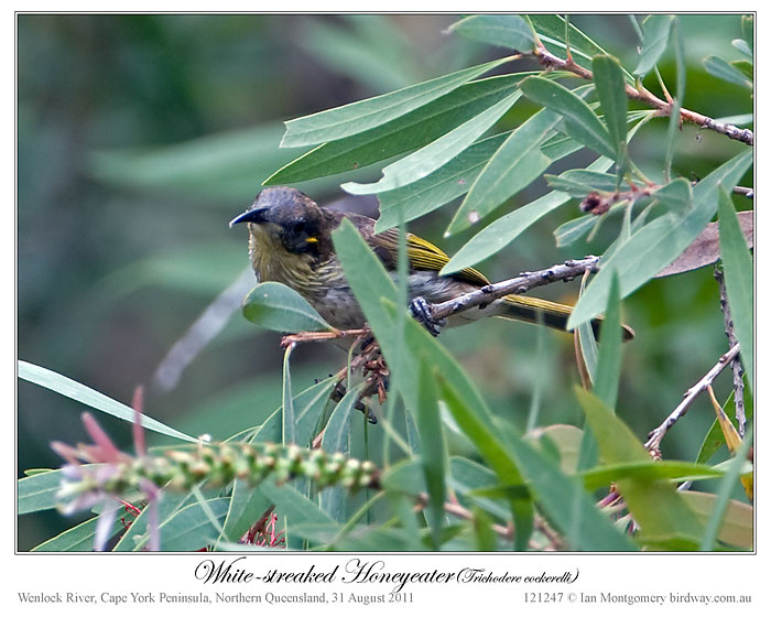 White-streaked Honeyeater (Trichodere cockerelli) by Ian #3