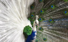 Strutting Like A&nbsp;Peacock?