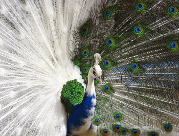 13. Peacock