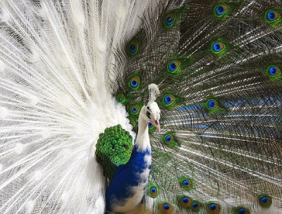 13. Peacock