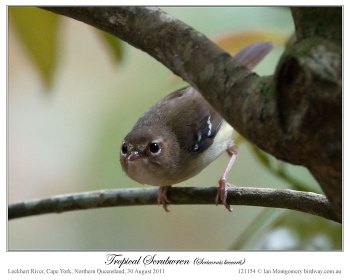 Tropical Scrubwren (Sericornis beccarii) Male by Ian