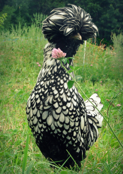 14. Sup, Polish Chicken
