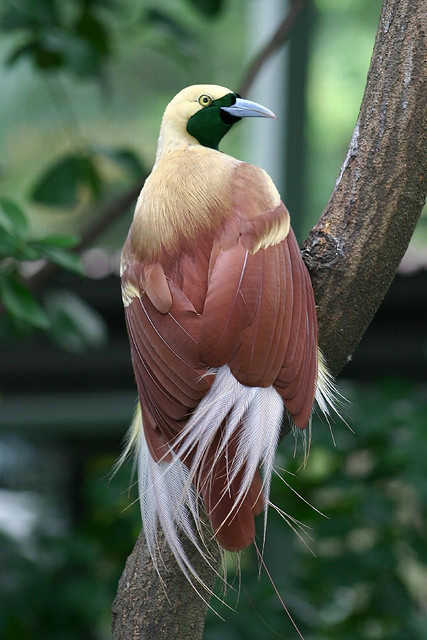 Greater Bird-of-paradise (Paradisaea apoda) ©© captive