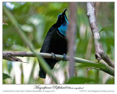 Magnificent Riflebird (Ptiloris magnificus) by Ian