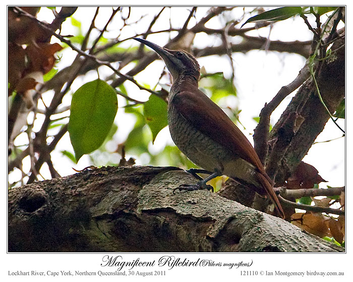 Magnificent Riflebird (Ptiloris magnificus) by Ian