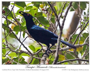 Trumpet Manucode (Phonygammus keraudrenii) by Ian