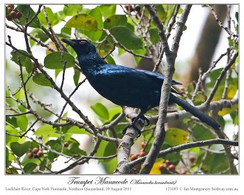 Trumpet Manucode (Phonygammus keraudrenii) by Ian