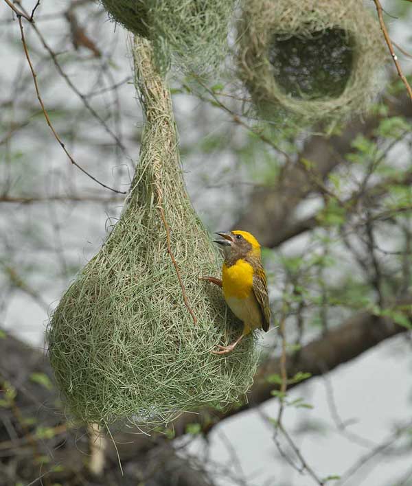 Baya Weaver (Ploceus philippinus) 3 Male building by Nikhil Devasar