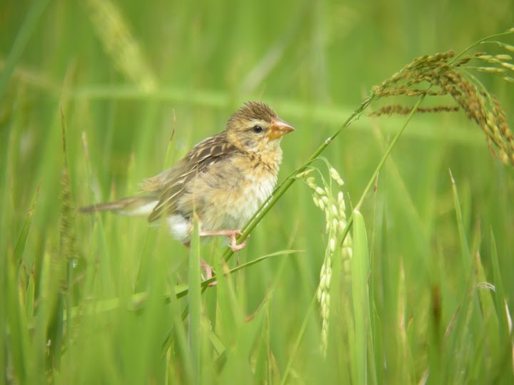 Baya Weaver (Ploceus philippinus) by MAMuin