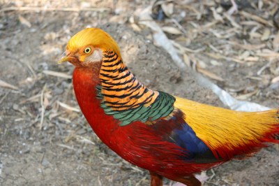 Golden Pheasant (Chrysolophus pictus) WikiC