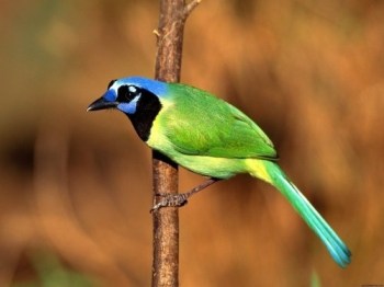 5. Green Jay