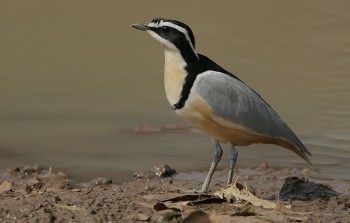 Egyptian Plover (Pluvianus aegyptius) ©WikiC Egyptian Plover (Pluvianus aegyptius) ©WikiC