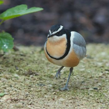 Egyptian Plover (Pluvianus aegyptius) ©WikiC Egyptian Plover (Pluvianus aegyptius) ©WikiC