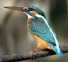 6. Kingfisher