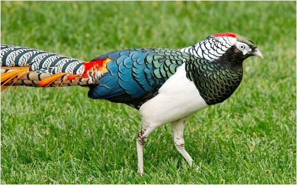 7. Lady Amherst's Pheasant