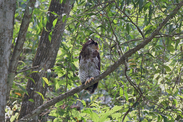 Barred Eagle-Owl (Bubo sumatranus) ©©