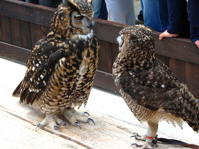 Cape Eagle-Owl (Bubo capensis) on Right and Spotted Eagle-Owl on Left ©©