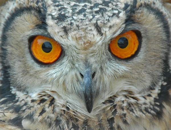 Eurasian Eagle-Owl (Bubo bubo) by Nikhil Devasar