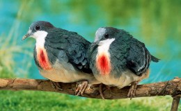 Birds of the Bible –&nbsp;Remembering