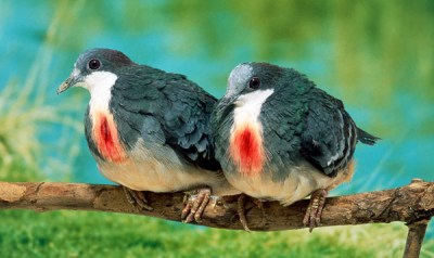 Bleeding Heart Pigeons