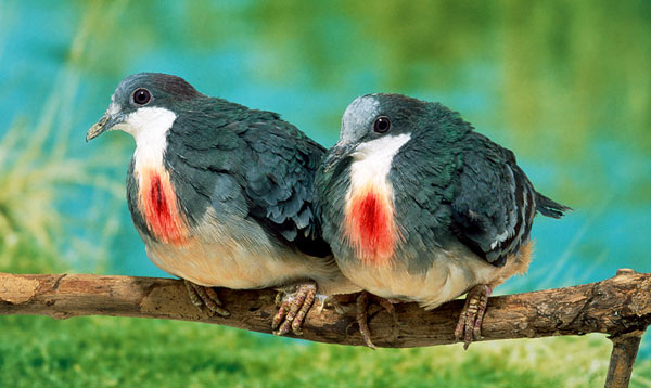 Bleeding Heart Pigeons