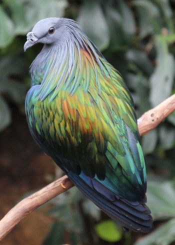 9. Nicobar Pigeon