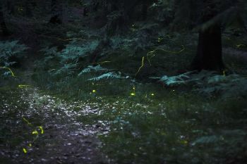 Fireflies in a field in Germany WikiC