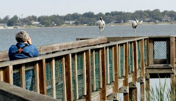 Lee at South Lake Howard watching Wood Storks